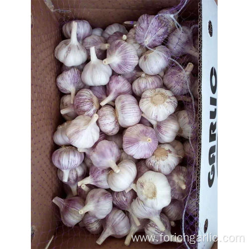 2019 New Crop Fresh Garlic